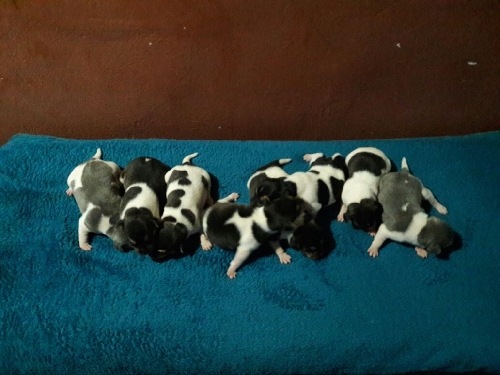 Fotos Ninhada