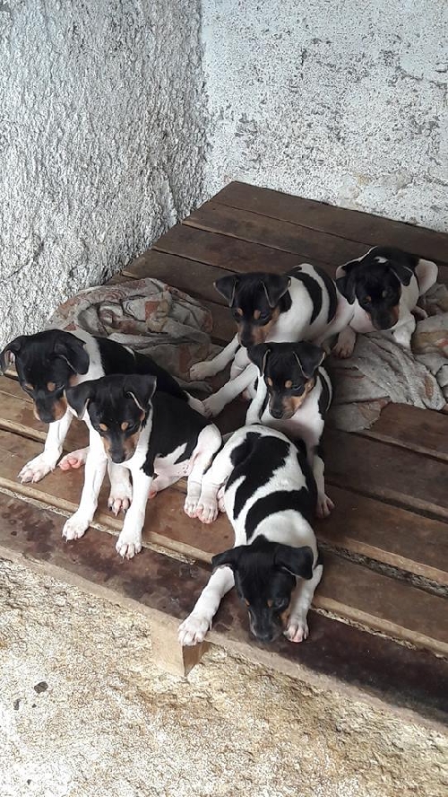 Fotos Ninhada